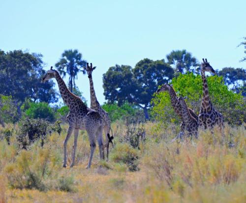 a group of giraffes walking in a field at Golentle Home Stay in Maun