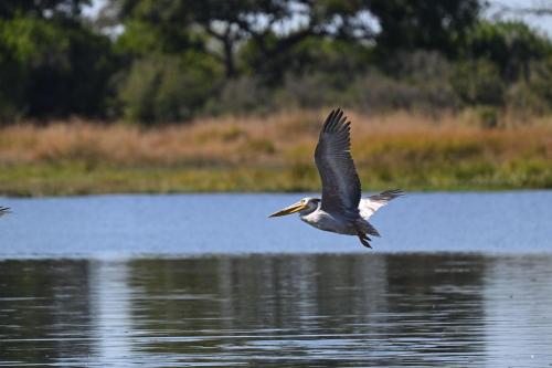 a bird flying over a body of water at Golentle Home Stay in Maun