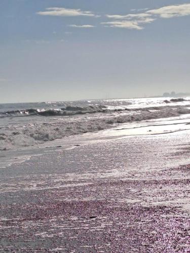 a person standing on a beach with the ocean at VirgolaZero1 in Porto Potenza Picena
