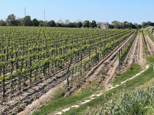 a vineyard with rows of plants in a field at Casa Cabini Piave in Eraclea