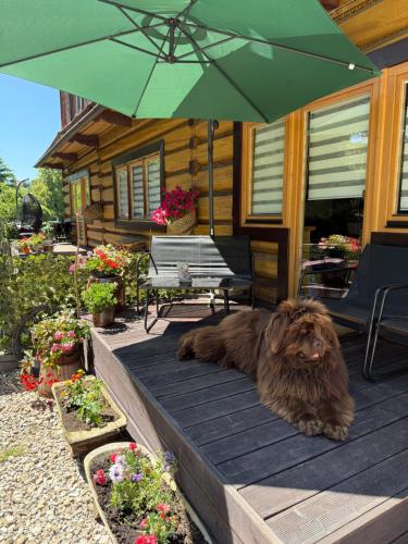 Domácí mazlíčci ubytovaní s hosty v ubytování Apartament Kierunek Tatry