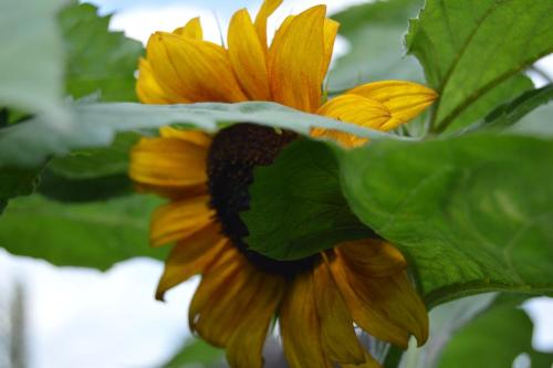 a close up of a yellow sunflower with green leaves at Countryside Tiny House in Roydon