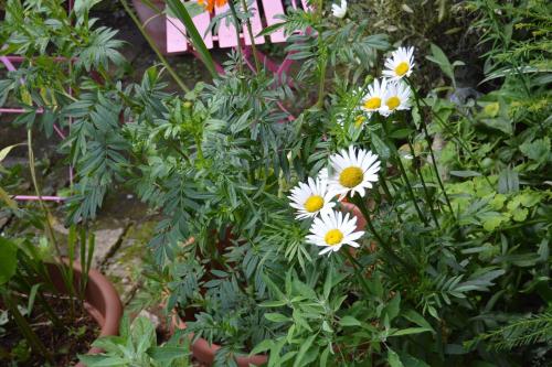 a group of white flowers in a garden at Countryside Tiny House in Roydon