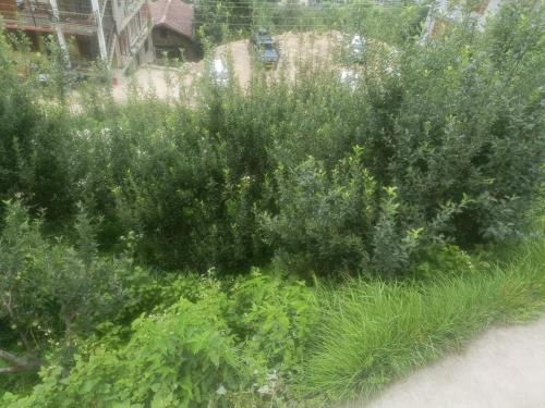 un jardín con hierba alta y malezas en Habitat Cottages, en Bashist
