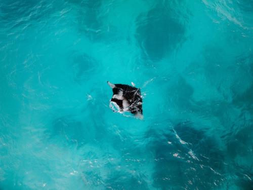 a sea animal swimming in the blue water at Three Hearts Guesthouse and Villas in Fulhadhoo
