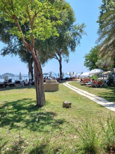 a tree sitting in the grass next to a park at Apartment Adriana Mon Repos in Anemómylos