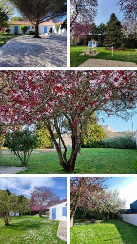 Cuatro imágenes diferentes de un árbol con flores rosas. en Charming house, en Aytré