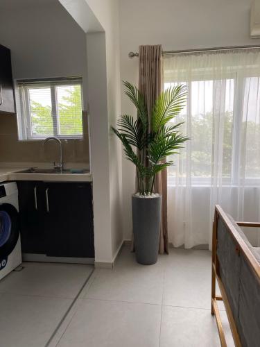 a kitchen with a plant in a large pot at Lovely Serene Apartment with 24hrs Power in Ikate