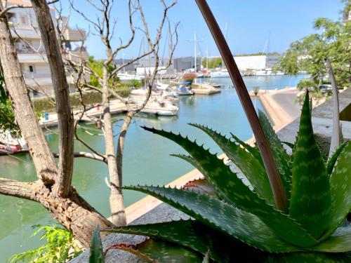 une succulente dans l'établissement Superbe T2 au calme avec balcon sur la marina - 10, à Canet