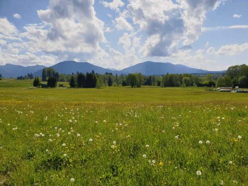 a green field with flowers and mountains in the background at SEINZ Tiny House Natururlaub in Bad Kohlgrub
