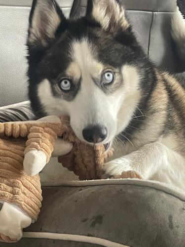 a husky dog laying on a couch with a toy at Maison vue panoramique et accès SPA in La Réole