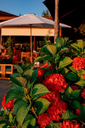 Ein Garten an der Unterkunft Dreamland Oasis