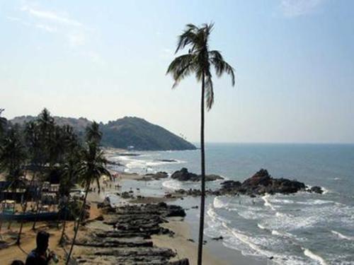 a palm tree on a beach with the ocean at Richita resort in Calangute