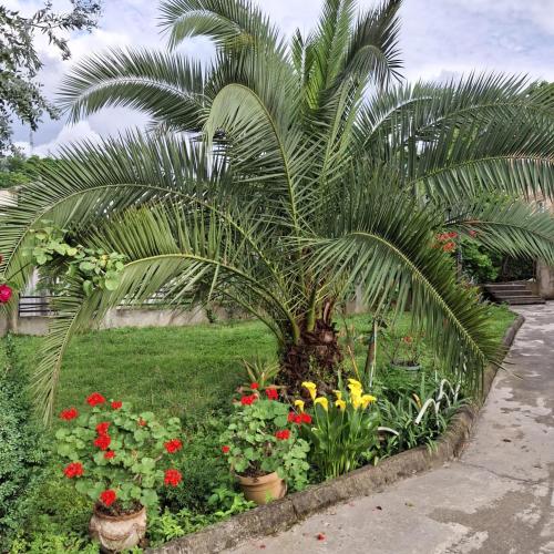 a palm tree and flowers in a garden at KEMO house in Batumi