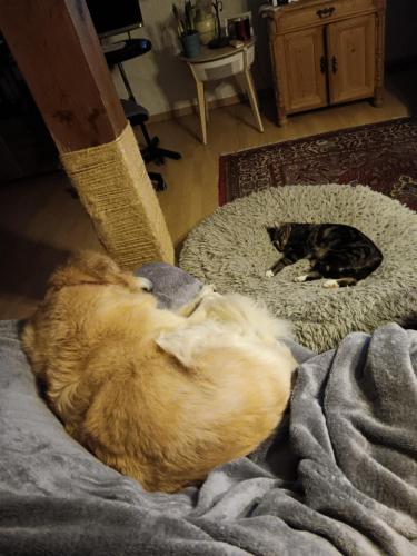two cats sleeping in a dog bed in a room at Sonnenscheinhof Alpakas, Alpaka Hütte in Lasbek