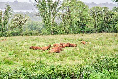 a herd of brown cows laying in a field at Green Gables by Escape Ordinary in Aghnablaney