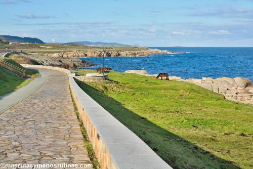 a horse grazing in a field next to the ocean at EnBURELA Sol y Playa in Burela de Cabo