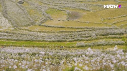 a view of a field with flowers on a hill at Ban Lien Pine Homestay Lao Cai in Kon Rung (1)
