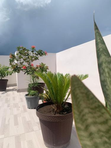 a group of potted plants in a room at Plataview Apartahotel apt 3A in Monte Plata