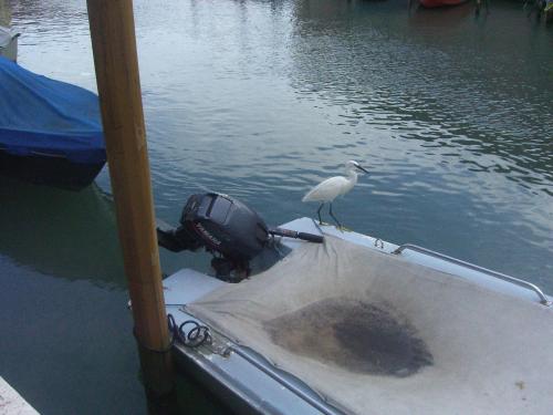 a bird standing on the front of a boat at Ca' Del Pomo Grana' in Murano