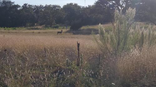 a deer walking through a field of tall grass at Bigfoots Bungalow in Bandera
