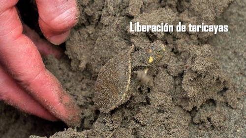 a person holding a small insect in the dirt at Pacaya Samiria Amazon Lodge - ALL INCLUSIVE in Nauta