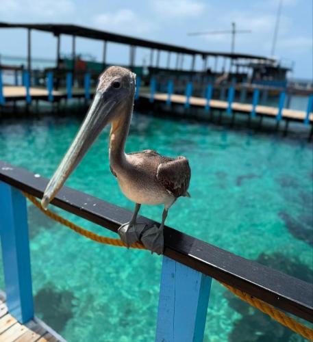 a bird with a long beak sitting on a fence at Hostel bunker Peruano in Playa Blanca