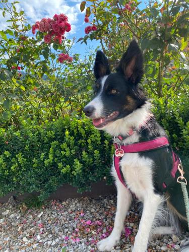a dog wearing a harness sitting in front of flowers at Hotel Garni Sohler in Villach