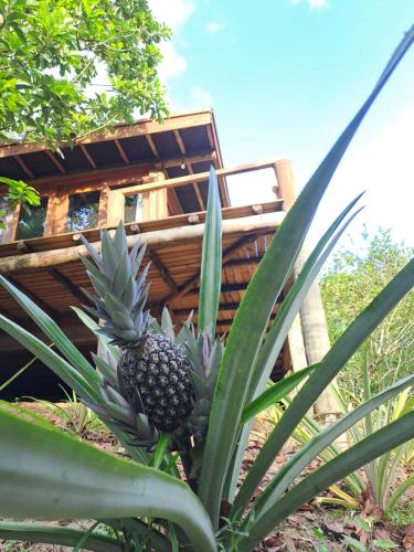 a pineapple in a plant in front of a building at Bangalô do Pôr do Sol Moreré in Moreré