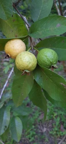 two cashews growing on a tree with leaves at Bangalô do Pôr do Sol Moreré in Moreré