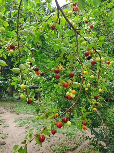 a bunch of apples hanging from trees in an orchard at Bangalô do Pôr do Sol Moreré in Moreré