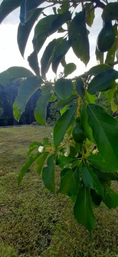 a tree with green leaves in a field at Bangalô do Pôr do Sol Moreré in Moreré