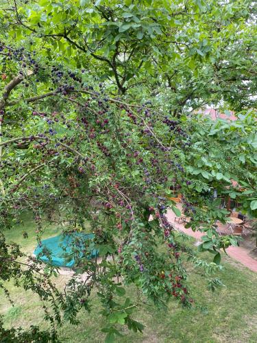 a tree with lots of cherries hanging from it at Ferienhof Trapp in Ellringen