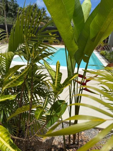 a bunch of plants in front of a swimming pool at Kaia Beach Lodge en Cosón in Las Terrenas