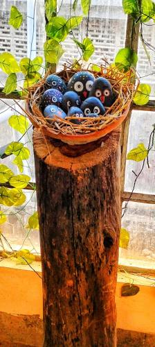 a basket of balls sitting on top of a tree stump at The BIRD Nest in Guwahati