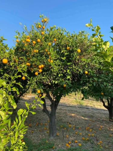 Κήπος έξω από το Casa Limone