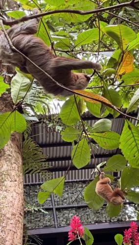 two monkeys are sitting in a tree at Kika Zaru Free park tour, massage and breakfast in Quepos