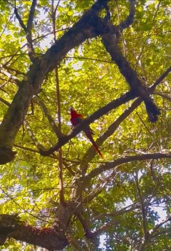 a red bird sitting on top of a tree at Kika Zaru Free park tour, massage and breakfast in Quepos