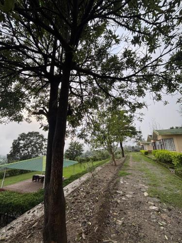 a dirt road with a tree in the middle at Squirrel snuggle2 in Kota Bāgh