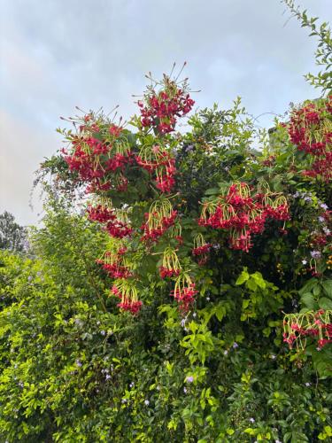 a bunch of red flowers on a tree at Squirrel snuggle2 in Kota Bāgh