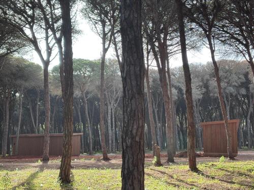 a group of trees in a park with grass at 1st floor apartment, sea view in Larache