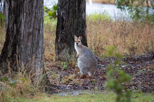 a cat standing between two trees in a field at Rocky Creek Escape by Tiny Away in Kanighan
