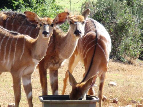 two giraffes standing next to a bucket of water at Valley Bushveld Country Lodge in Addo