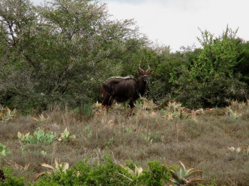 a bull with horns standing in a field at Valley Bushveld Country Lodge in Addo