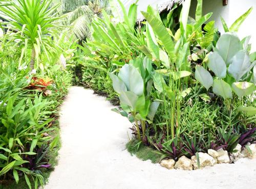 a garden with green plants and a pathway at Villa Pura Vida Apartments Siargao in General Luna