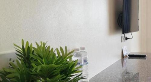 a green plant sitting next to a counter with a water bottle at The Nest Krabi Hotel in Ao Nang Beach