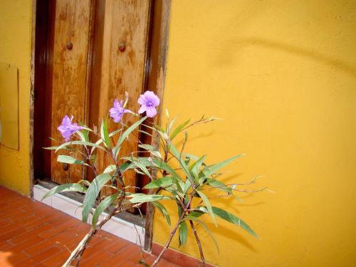a plant with purple flowers sitting next to a yellow wall at Hotel Casa Vieja in Santa Marta