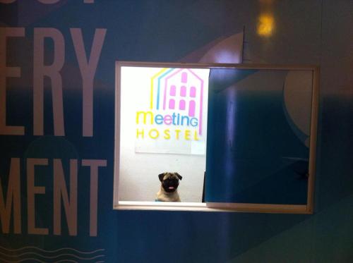 a dog is looking through a window in a meeting hospital sign at Meeting Hostel in Figueira da Foz