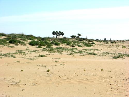 a group of palm trees on a sandy beach at Apartamentos Calypso in Punta Umbría