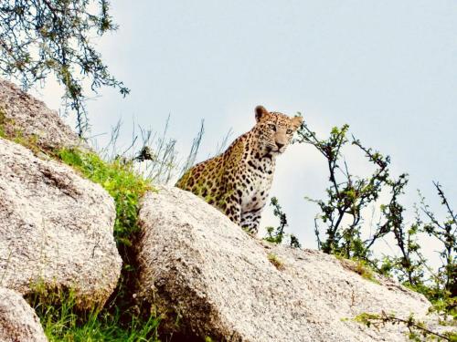 a cheetah standing on top of some rocks at Rawla Bisalpur in Jawāi Bāndh